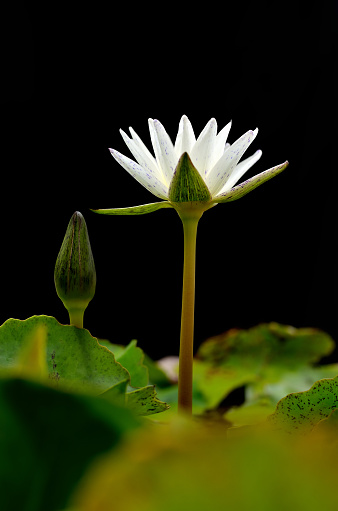 The closed up of the white beautiful small lotus.