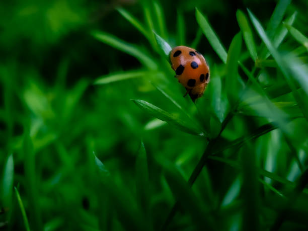 istock close up of lady bug on the plant leaf 2150062637