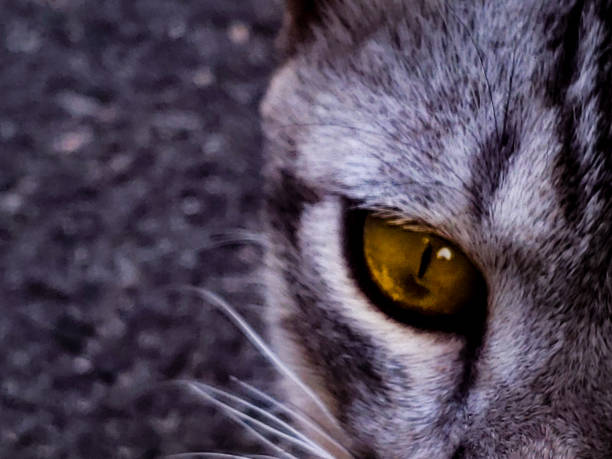 close up of cat eye