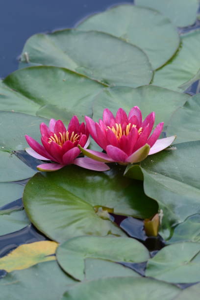 istock Fuschia Pink Water Lilies Lotus Flowers 2150064984
