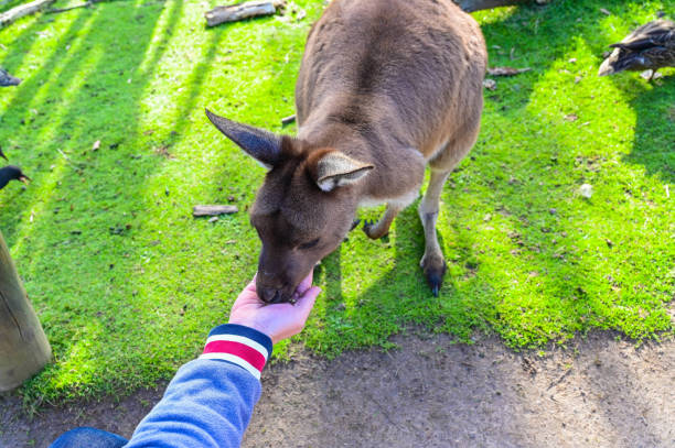 Camera:NIKON Z 6, Photographed in Melbourne, Australia