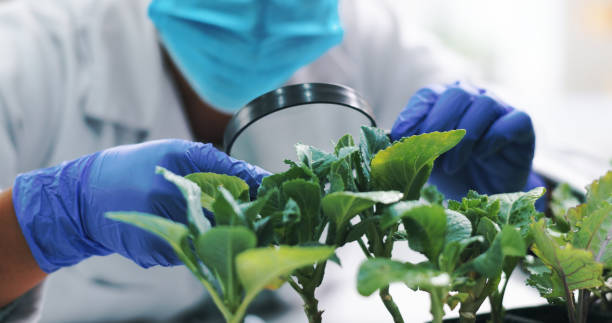 istock Closeup, science and microscope with plants, research and ecology with soil or experiment with growth. Person, laboratory with medical or professional with agriculture or leafs with biotech or nature 2150068574