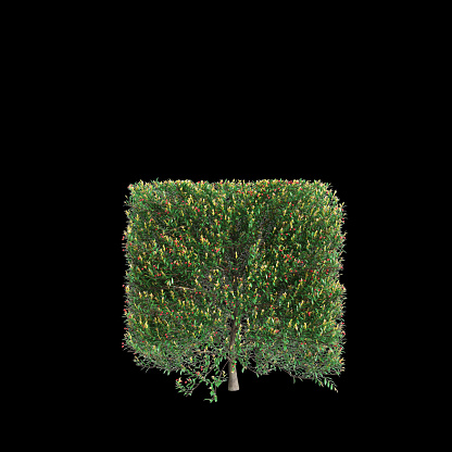 3d illustration of Syzygium australe bush isolated on black background