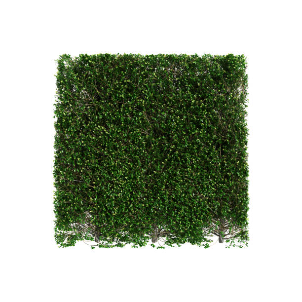 3d illustration of Buxus sempervirens treeline isolated on white background