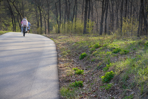 A woman rides a bicycle along the road in the spring forest.
