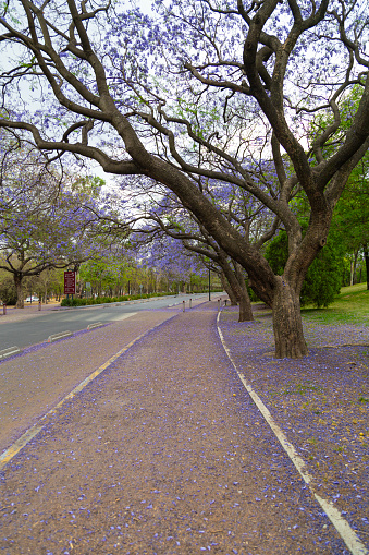 Beautiful Purple jacaranda Tree on park/walking rode