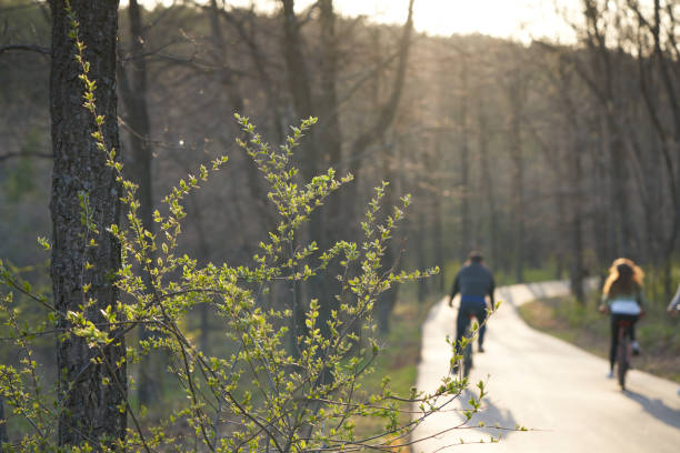 Cyclist riding on the road in the forest during springtime. Nature