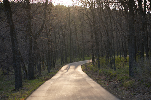Sunset in the forest with trees and asphalt road in the evening