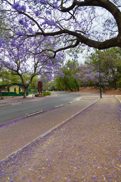 Beautiful Purple jacaranda Tree on street