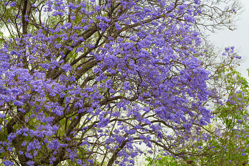 Beautiful Purple jacaranda Tree/Flower close up/detail