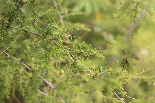 istock a shrub of asparagus adsendens with its leaves pattern and fruit 2150071108