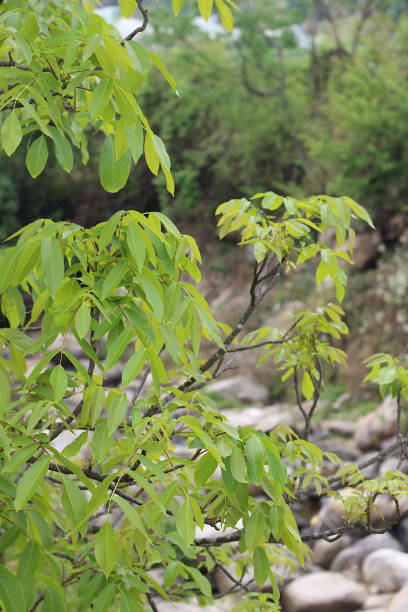 istock leaves and branching pattern of wallnut tree in indian village 2150071213