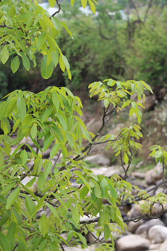 this wall nut tree is found in uttarakhand india. uttarakhand is sorrounded by himalayan range