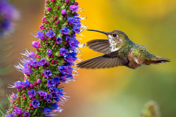 istock Allen's Hummingbird Feeding on Pride of Madeira 2150071546