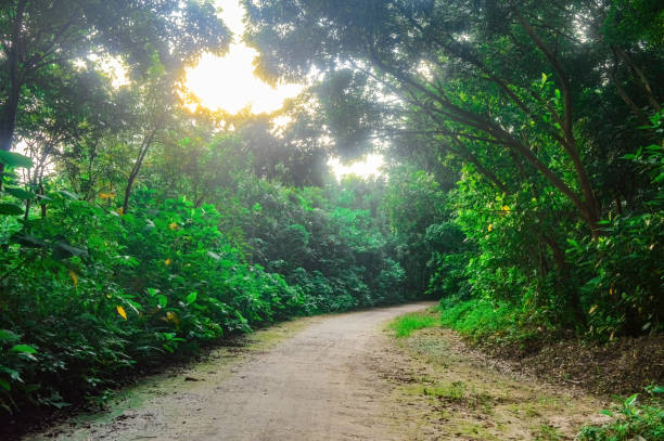 istock path in the middle of a shady forest 2150071603