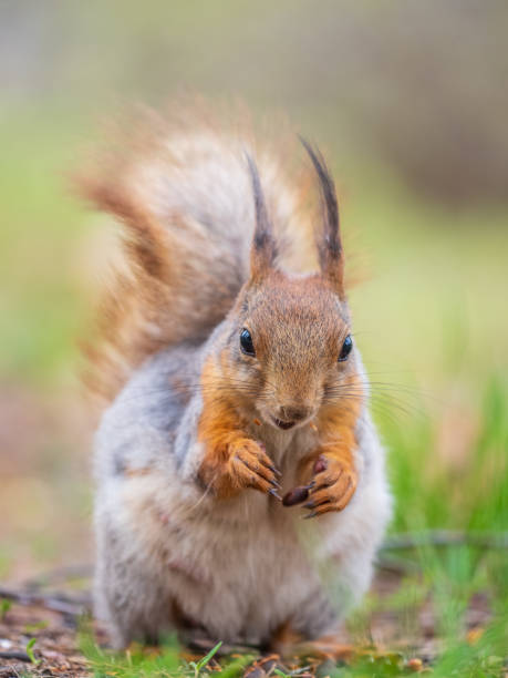istock Squirrel eats a nut while sitting in green grass. Eurasian red squirrel, Sciurus vulgaris 2150072160