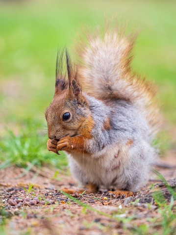 Squirrel eats a nut while sitting in green grass. Eurasian Red squirrel, Sciurus vulgaris, sitting in grass and eating nut against bright green background