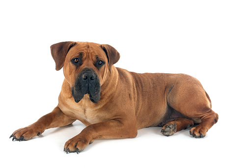 Rare breed South African boerboel posing in front of white background