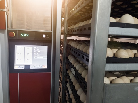 Hatchery concept technology of smart incubation hatchering machine. Modern technology Hatching eggs incubation manchinery.