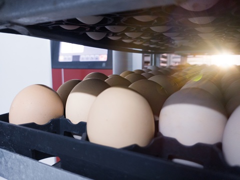 Close up the eggs on the trolley with concept technology of smart incubation hatchering machine. Modern hatchery  technology.