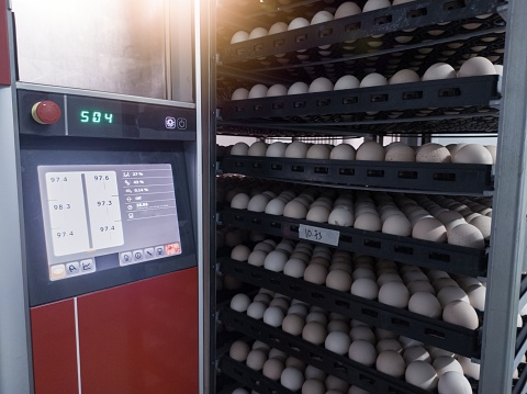 Hatchery concept technology of smart incubation hatchering machine. Modern technology Hatching eggs incubation manchinery.