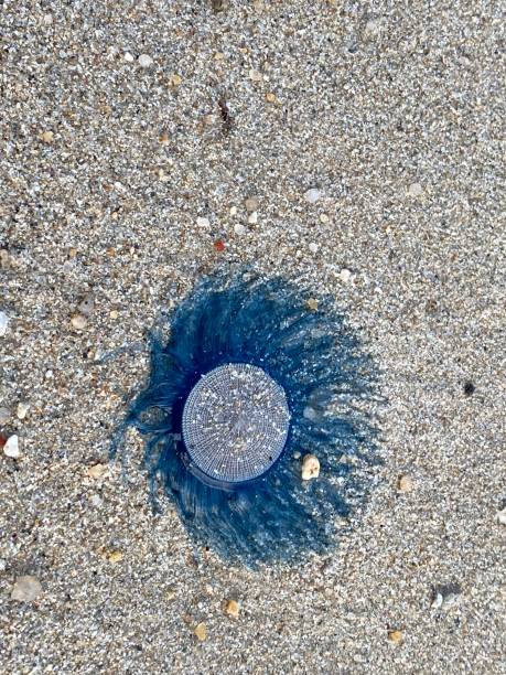 Close up Blue Button Jellyfish (porpita porpita) on the beach when the sea water receded