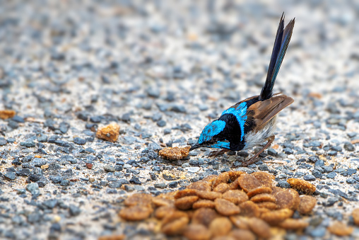 Male Superb Fairy Wren eating dog food on the ground