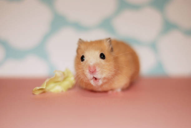 istock Golden hamster with a cute, surprised expression 2150074153