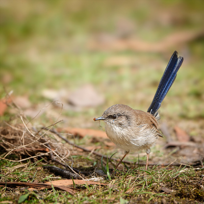 Juvenile Male Superb Fairy Wren  foraging on the ground