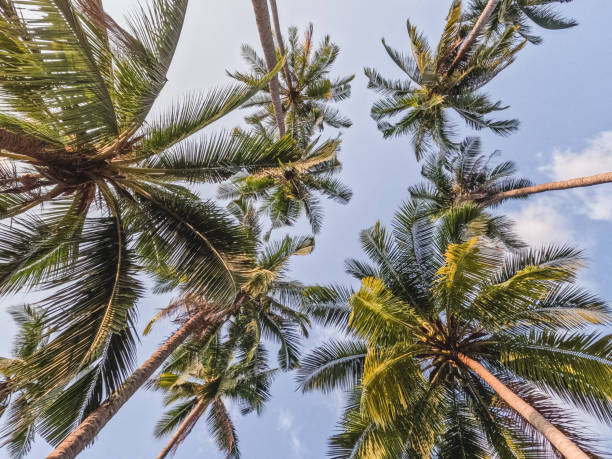 istock Palm trees against the morning sky. Outdoor 2150074541