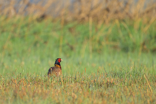 A male Common Pheasant walking in a meadow, sunny morning in springtime, Austria