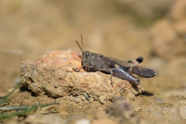 istock A small grasshopper sitting on the ground 2150075897