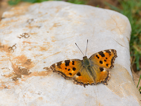 A blackleg tortoiseshell butterfly resting on the ground, cloudy day in springtime in Cres (Croatia)