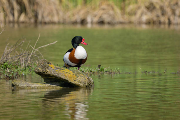 istock A Common Shelduck resting on a log in water 2150075972
