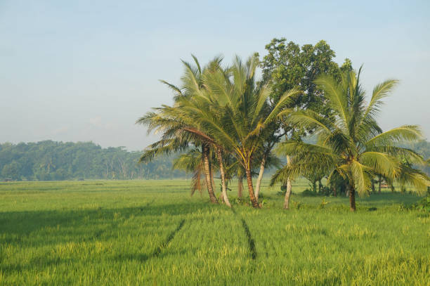 istock Indonesia, beautiful landscape Rice fields and palm trees. 2150076040