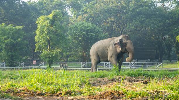 A large elephant is walking through a grassy field.