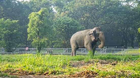 A large elephant is walking through a grassy field. The elephant is surrounded by trees and he is enjoying its time in the natural environment