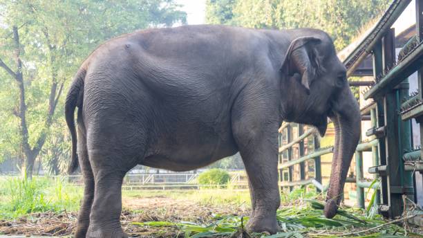 istock A large elephant is walking through a grassy field. 2150076971