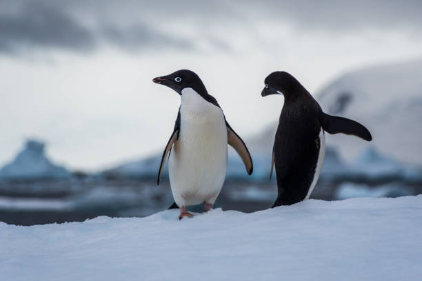 istock Adelie Penguin standing on an iceberg 2150077222
