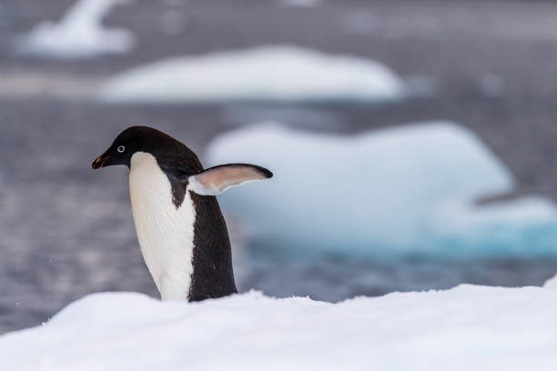 istock Adelie Penguin standing on an iceberg 2150077226