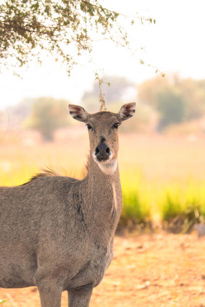 The nilgai is the largest antelope of Asia, and is ubiquitous across the northern Indian subcontinent.