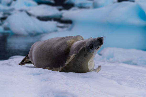 istock Crabeater Seal resting on a sheet of ice 2150077247