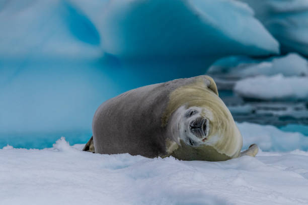 istock Crabeater Seal resting on a sheet of ice 2150077258
