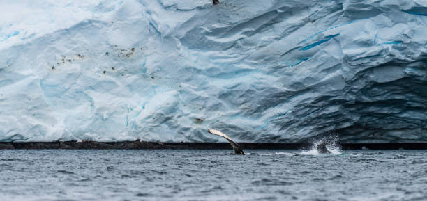 istock Lateral fin of a Humpback Whale 2150077274
