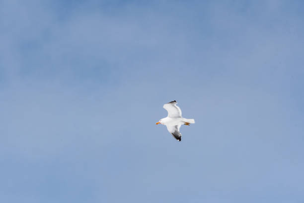 Telephoto of a flying kelp gull - Larus dominicanus- with blood around its beak. Antarctic peninsula near Mikkelsen Harbour on trinity island.