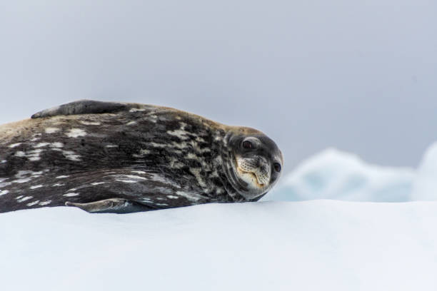 istock Resting Weddell Seal near Cuverville island 2150077310
