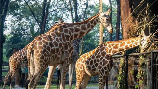 A group of giraffes are eating from a trough in a zoo. The giraffes are standing close to each other and are eating from the trough