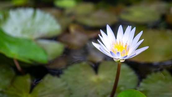 A white flower is in the water. The water is green and murky. The lotus called teratai flower is the only thing that is visible in the water