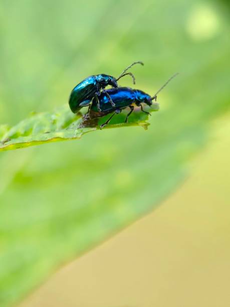 istock Selective focus of metallic flea beetles mating on a green leaf in the garden 2150077938