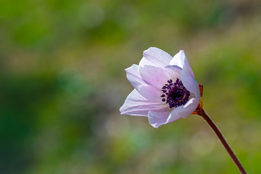 Photograph of two Meadow anemone (Anemonastrum canadense), one as a bud and one in bloom.  Photographed in Eastern Manitoba in early June.